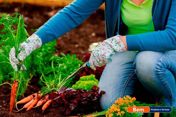 Dica de primavera: como montar uma horta caseira - Bem Promotora
